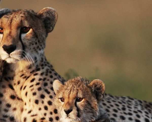 1-Day Flights from Zanzibar to Mikumi National Park